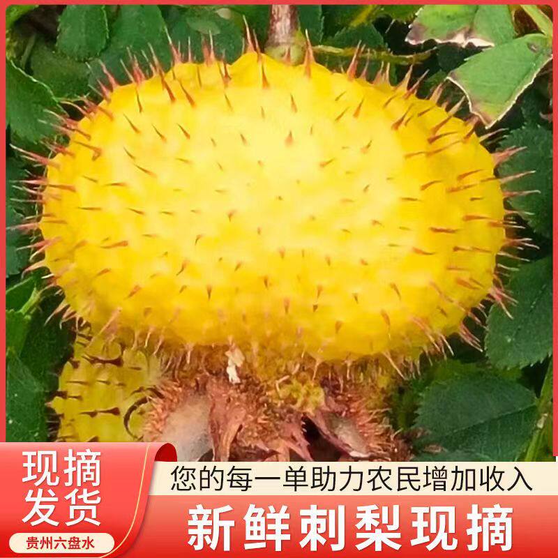 现货贵州刺梨鲜鲜果水果泡酒图片