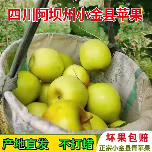 四川小金县苹果阿坝州青苹果新鲜