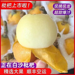 台州白沙枇杷新鲜白玉琵琶皮薄多汁老少皆宜现摘现发当季水果5斤