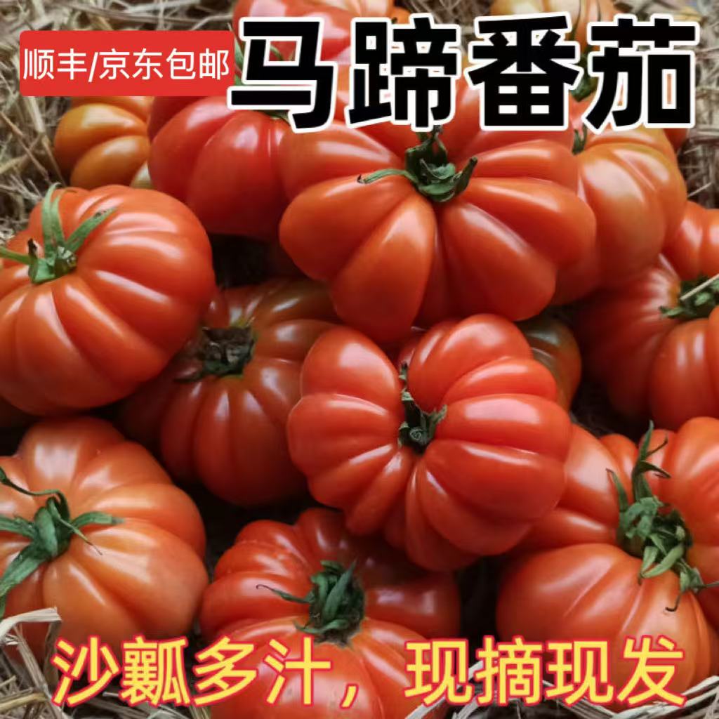 新鲜现摘红马蹄番茄老品种西红柿农家自种沙瓤柿子大贵州特产顺丰