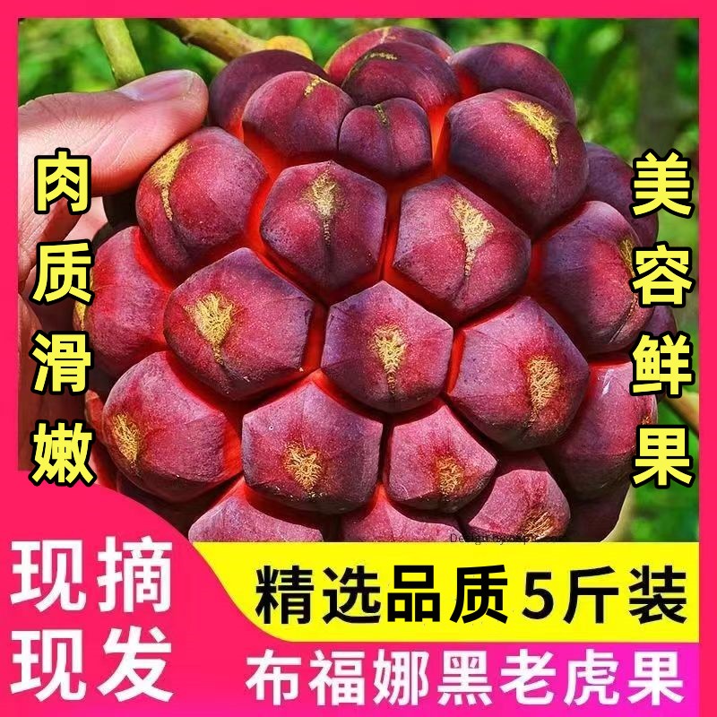 新鲜黑老虎水果血藤果布福娜酒饭团稀奇古怪当季稀有恶魔果实整箱