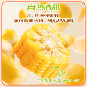高氏禾田新鲜现摘黄糯玉米软糯甜