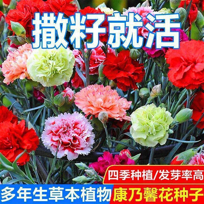 【下单立减30】重瓣康乃馨种子四季开花盆栽耐寒易活绿植花卉H144