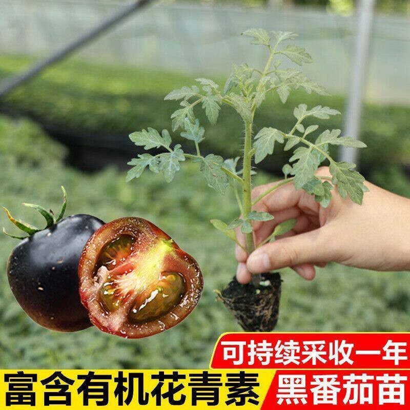 【下单立减50】黑色小番茄秧苗种苗四季种瀑布番茄苗子西红柿H143