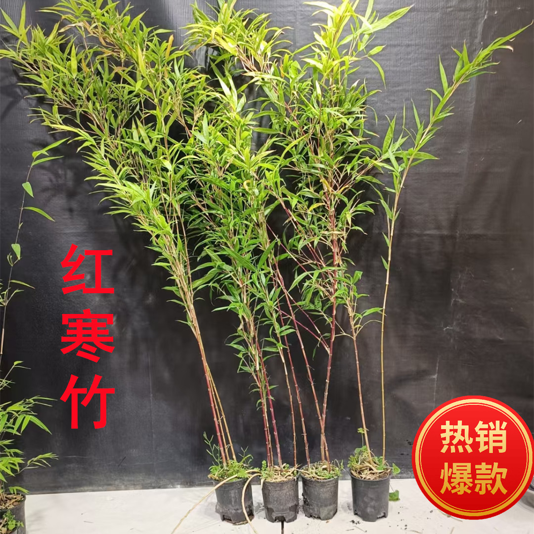 红寒竹苗 朱竹观赏竹苗 招财风水竹 阳台庭院水池别墅点缀竹子苗