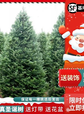 真的圣诞树盆栽真树活的挪威云杉真正的诺贝松真树松树圣诞节绿植