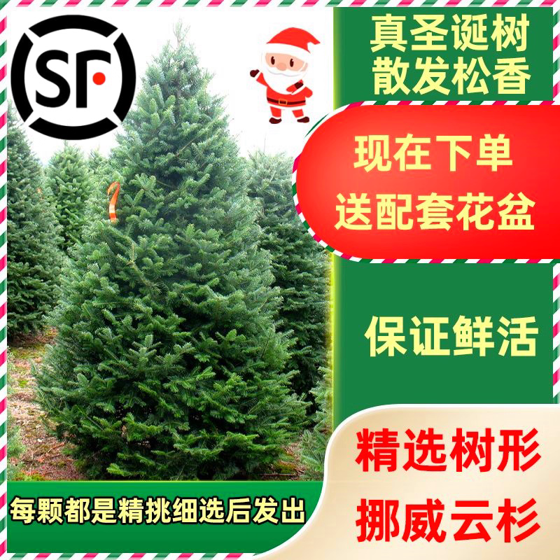 2025新款圣诞树真树挑选好树发出