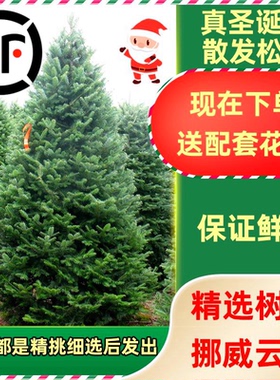 真的圣诞树真树大型小型2025新款家用云杉盆栽真正活的松树诺贝松