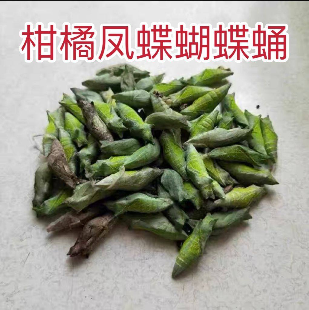 蝴蝶蛹活体蝴蝶柑橘凤蝶蛹儿童科普观察玉带蝴蝶蛹蝴蝶幼虫笼子