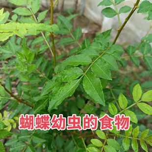 蝴蝶幼虫食物叶子花椒叶子柑橘凤蝶玉带凤蝶的食物叶子蝴蝶虫叶子