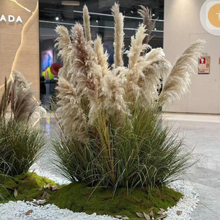 芦苇天然干花假草室内绿植造景北欧ins风假植物景观摆件橱窗插花