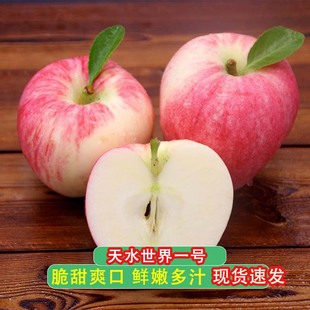 2025年正宗甘肃静宁苹果早熟苹果新鲜红富士苹果脆甜可口5斤 包邮
