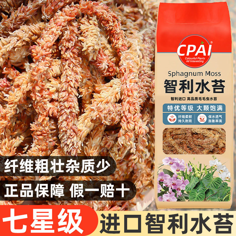 进口智利水苔条条粗壮假一赔十图片
