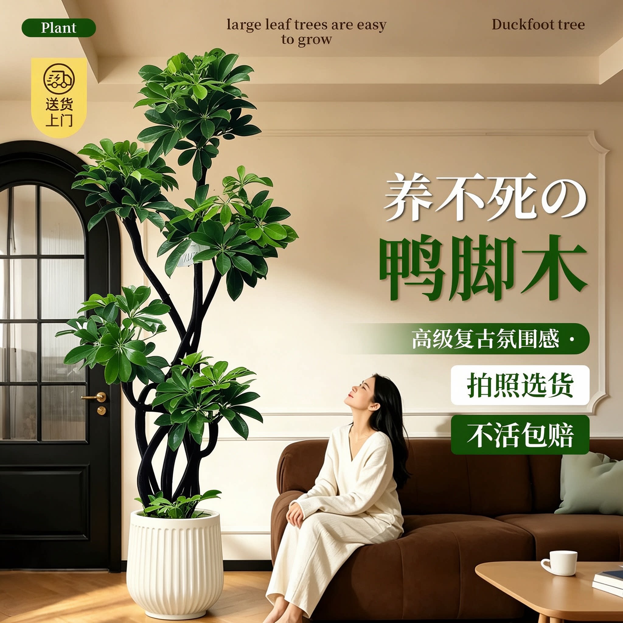 造型鸭脚木室客厅内落地式大盆栽鸭掌木鹅掌柴大型绿植物四季常青