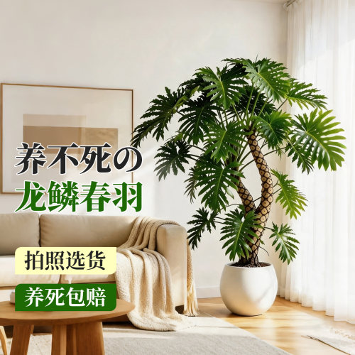 大型龙鳞春羽老桩室内耐阴好养活