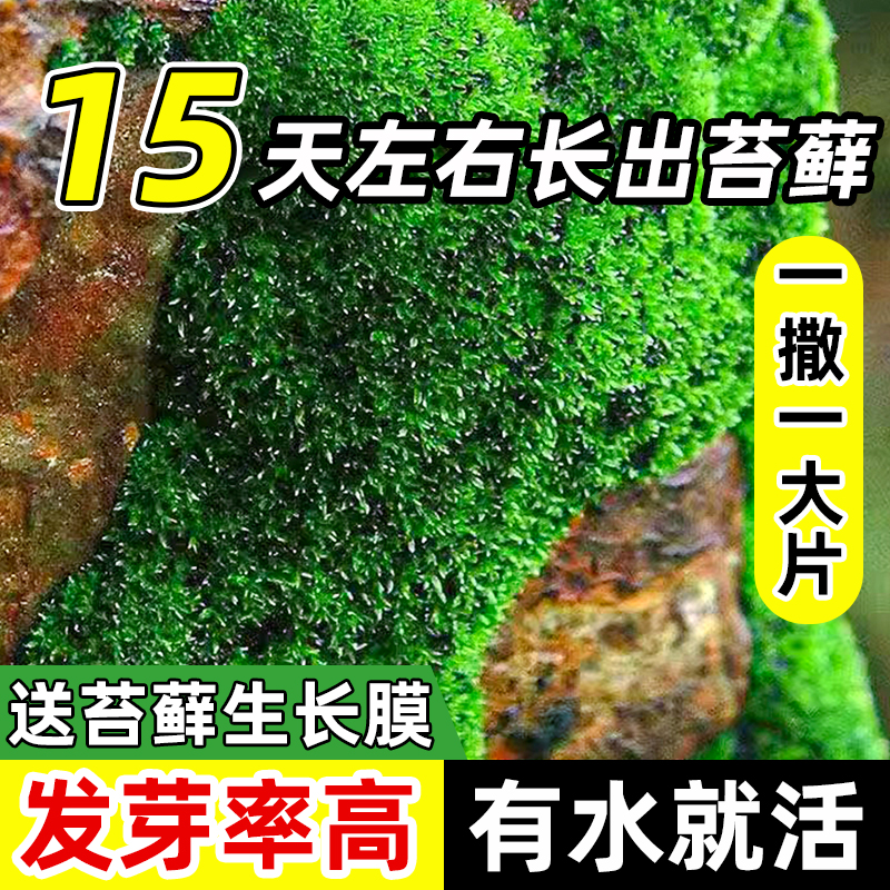 高发芽率青苔苔藓孢子粉两周成景