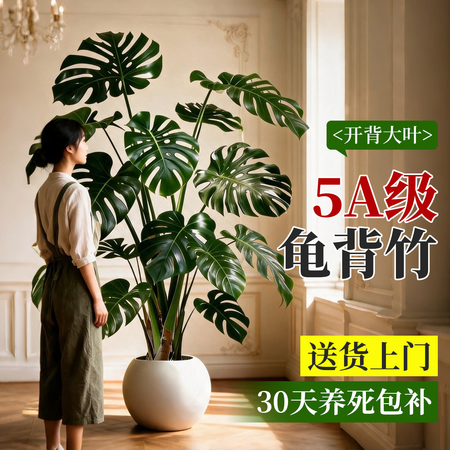 大型龟背竹盆栽室内好养净化绿植图片