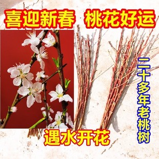 桃花枝泡水开真花水养新鲜装 饰插花瓶干树枝柳枝干花包春节客厅