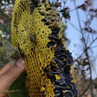 云南黑蜂蜜黑蜜米团花蜜蜂蜜