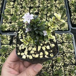 日本姬丁香姬丁香木小盆栽掌上微盆景半阴会开花茶几好养植物绿植