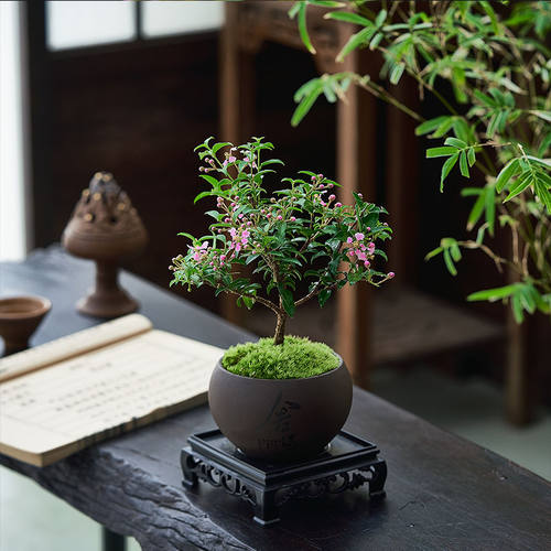 李氏樱桃盆景老桩果树小盆栽室内花卉植物好养活客厅开花绿植