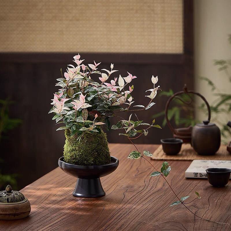 花叶络石藤吊兰彩叶络石超级大号盆栽庭院爬藤垂吊耐旱植物