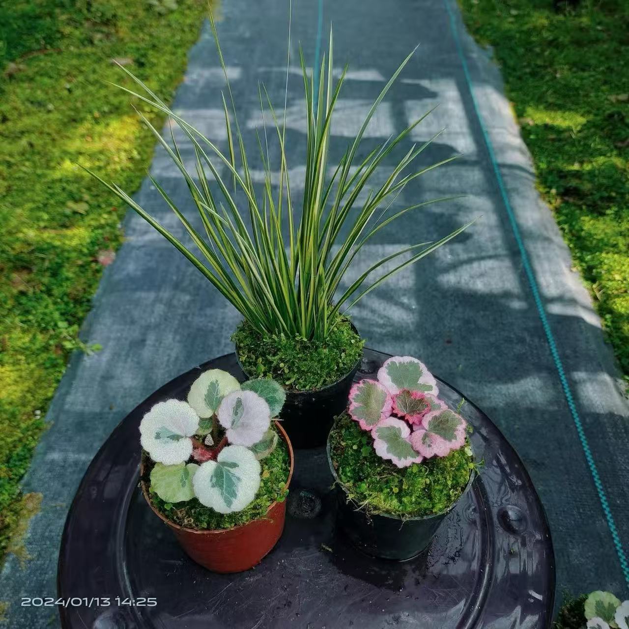 精品日本山野草虎耳草七变化御所车姬虎耳菖蒲室内桌面迷你小盆栽