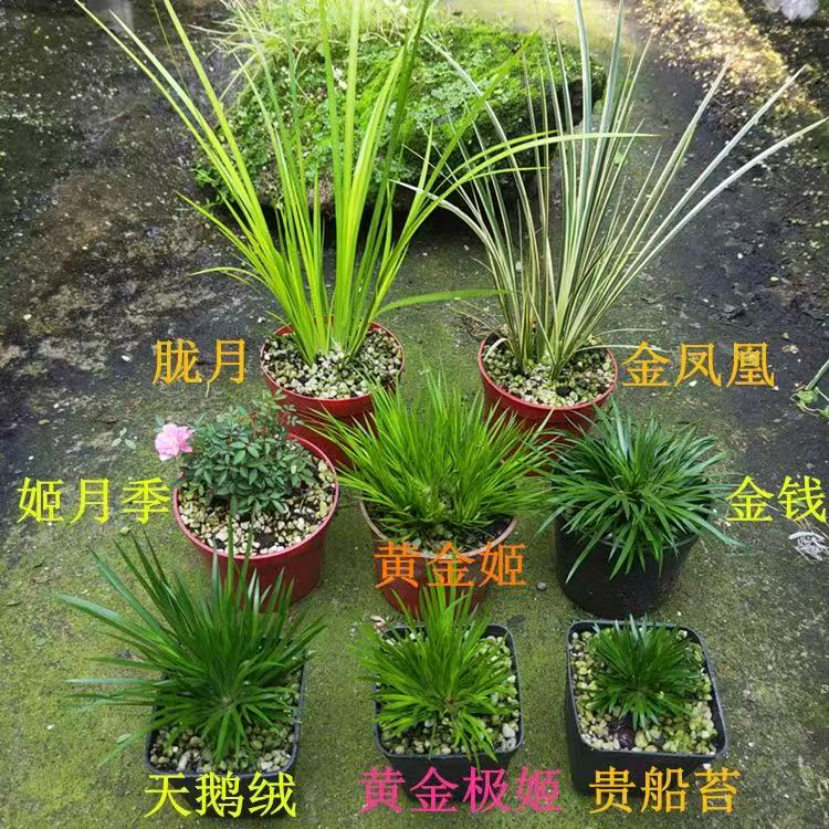 金钱菖蒲贵船苔室内绿植