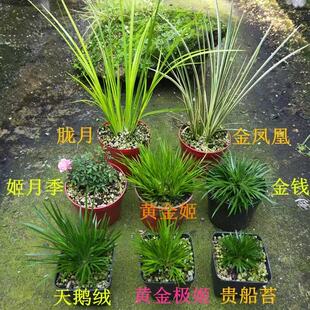 金钱菖蒲贵船苔黄金极姬龙根老桩虎须微型花卉盆景防辐射室内绿植