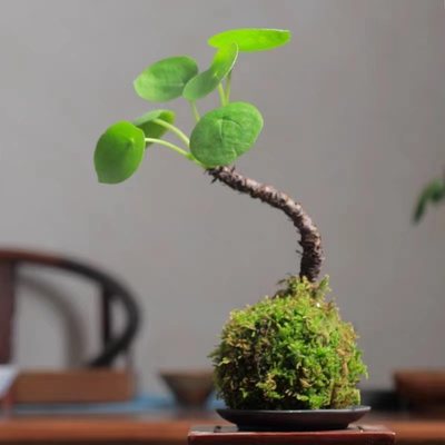 苔藓球镜面草清雅书房茶桌办公室禅意庭院室内绿植物盆栽盆景客厅