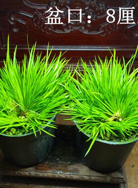 黄金极姬金钱香草贵船苔蝉小川天鹅绒龙根菖蒲虎须草水培附石盆景