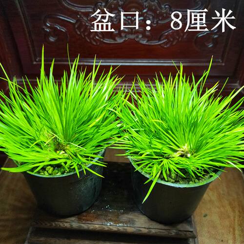 黄金极姬金钱香草贵船苔蝉小川天鹅绒龙根菖蒲虎须草水培附石盆景