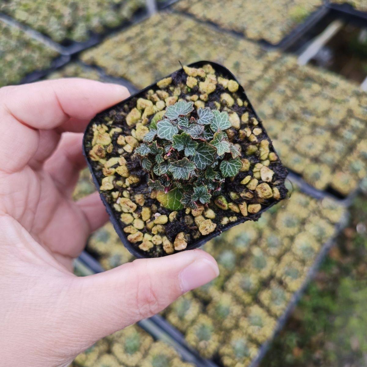 日本姬虎耳七变化御所车好养室内桌面小盆栽四季常青微型绿植盆景,鲜花速递/花卉仿真/绿植园艺,造型盆景,淘宝优惠券,粉丝福利购,淘宝优惠卷