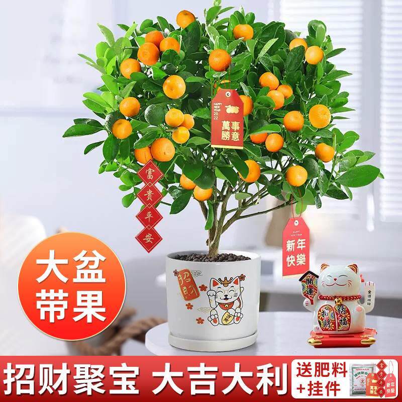 季子树盆桔栽室养内阳台好植物绿植室外橘子树金桔花卉盆景庭院四