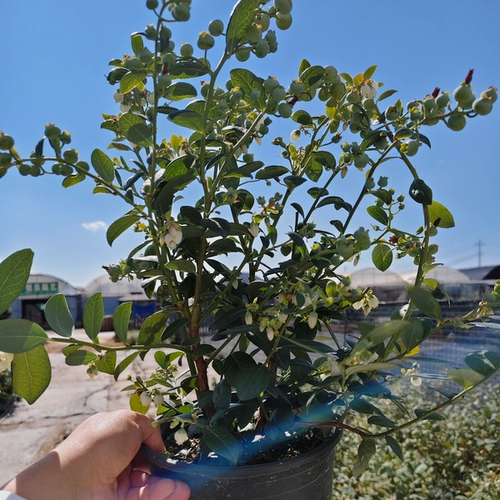 (L29）果苗盆栽地栽庭院阳台果树南方北方种植当年结果