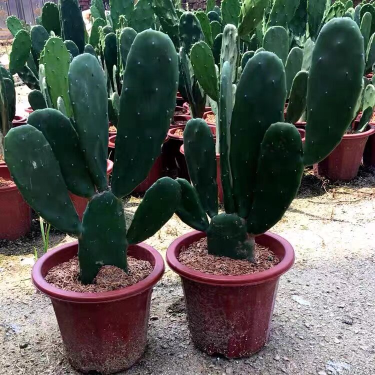 仙人掌多肉植物盆栽防辐射客厅酒店造景大型植物室内好养沙生植物