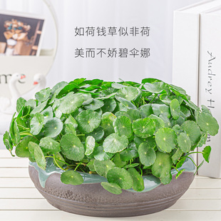 铜钱草水培植物办公室桌面花卉水养绿植北欧风净化空气金钱草盆栽