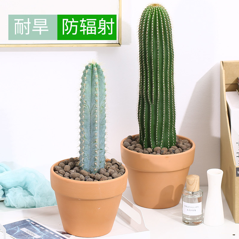 仙人柱蓝柱盆栽北欧风室内大型好养多肉绿植物量天尺龙凤柱仙人掌