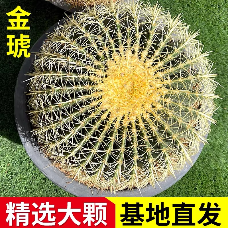 轻果馋大金琥金虎仙人球多肉植物