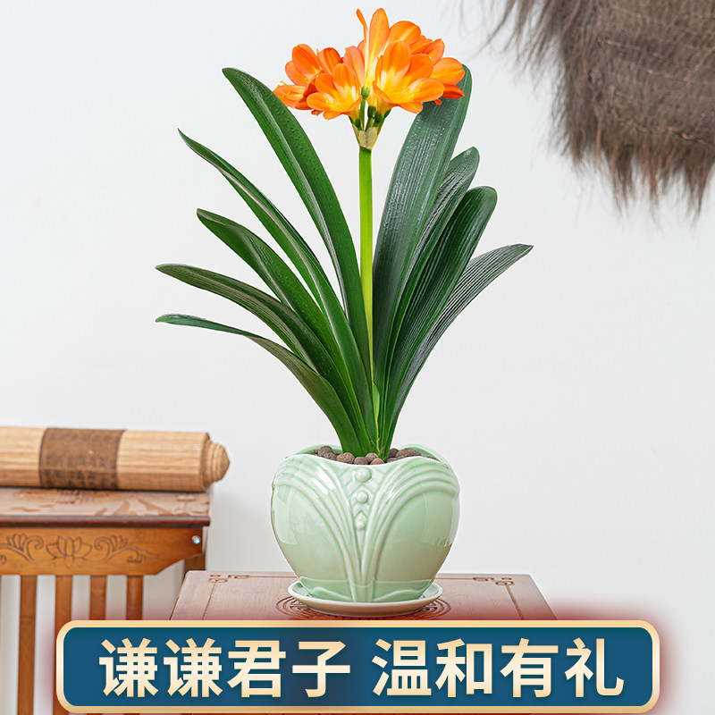 君子兰盆栽开花好养四季植物室内花卉盆景客厅绿植圆头和尚兰花苗