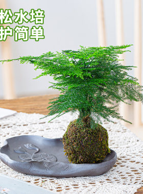 苔藓球植物室内阳台无好养易活
