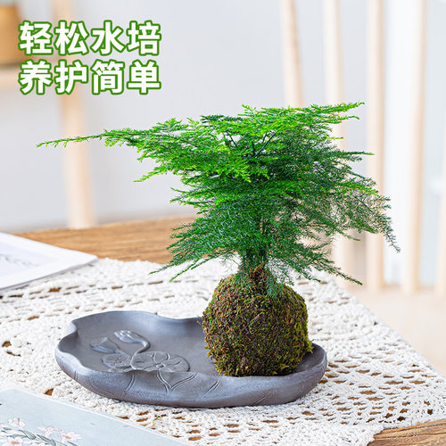苔藓球植物室内阳台无好养易活