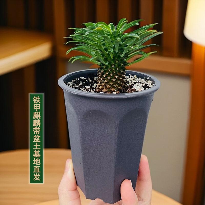 铁甲麒麟带盆土基地直发