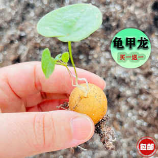 南非龟甲龙苗株买一送一多肉办公桌客厅书房易养植物长大后裂块