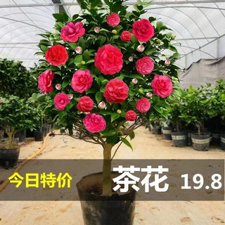 茶花树苗盆栽带花苞浓香花卉绿植室内庭院四季开花五色红赤丹好养