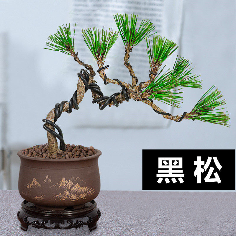 黑松造型盆景树桩室内绿植物客厅四季常青盆栽五针松办公桌面好养