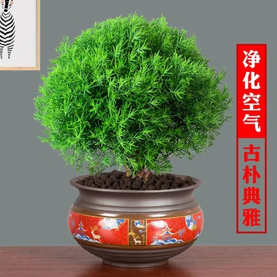 雾松盆栽植物室内外花卉雾凇盆景办公室桌面观叶绿植四季常青好养