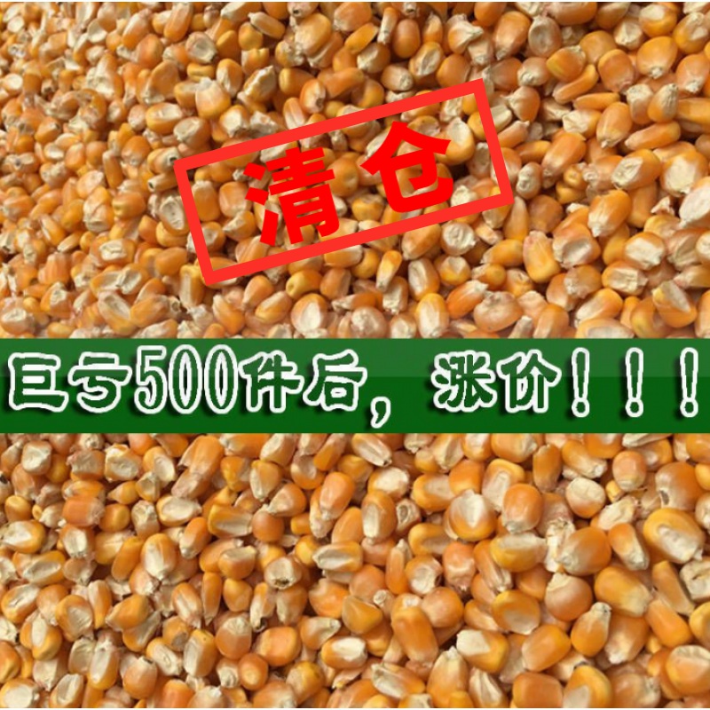 玉米粒玉米粉喂鸡鸭包邮50斤玉米碎普通鸡食料粮食干玉米饲料鸽粮 畜牧/养殖物资 饲料原料 原图主图