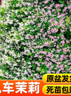 风车茉莉爬藤植物大苗盆栽白粉黄色老桩棒棒糖四季开花小垂丝耐寒