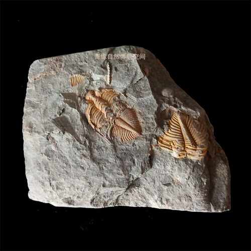 天然树化石多少钱 天然树化石价格 小麦优选